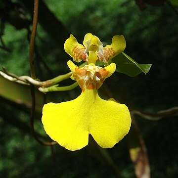 Otoglossum globuliferum unspecified picture