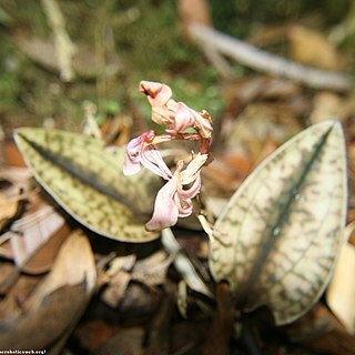 Nephelaphyllum aureum unspecified picture