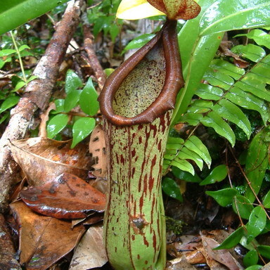 Nepenthes biak unspecified picture