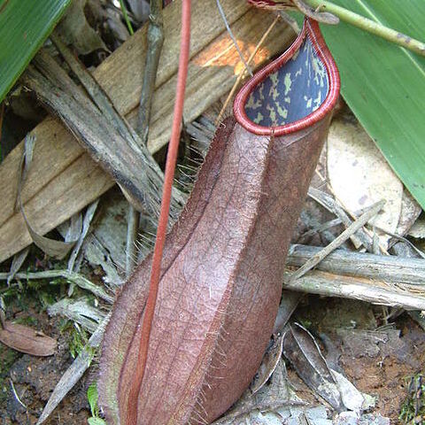 Nepenthes tomoriana unspecified picture