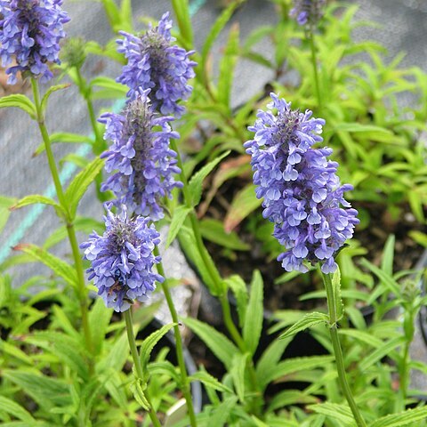 Nepeta nervosa unspecified picture