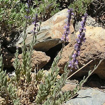 Nepeta teydea unspecified picture