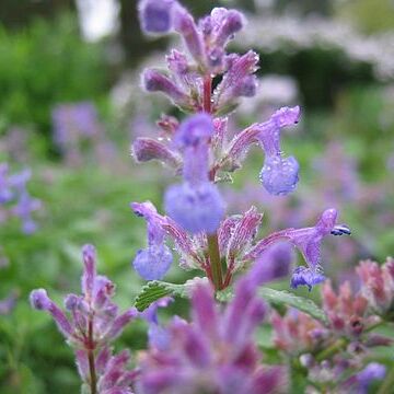 Nepeta unspecified picture