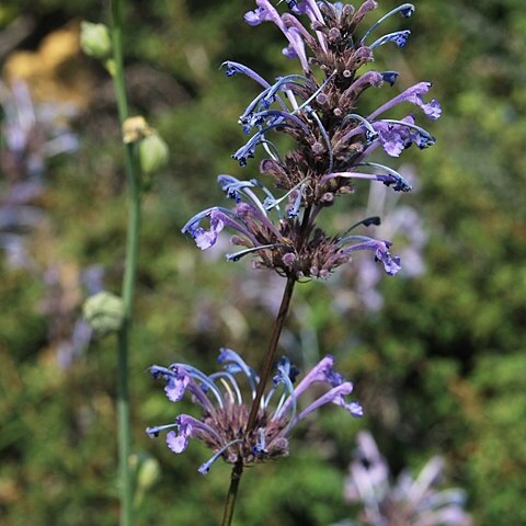 Nepeta cilicia unspecified picture