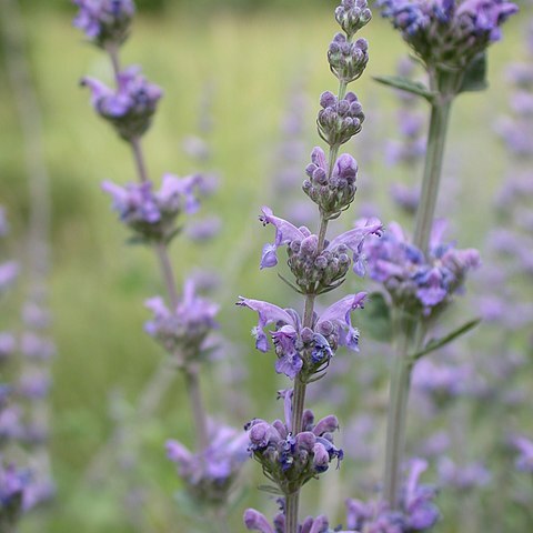 Nepeta curviflora unspecified picture