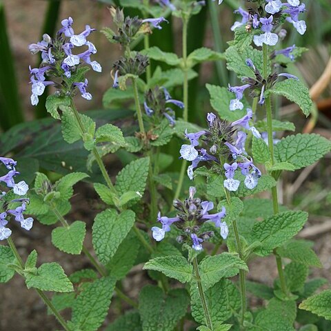 Nepeta clarkei unspecified picture