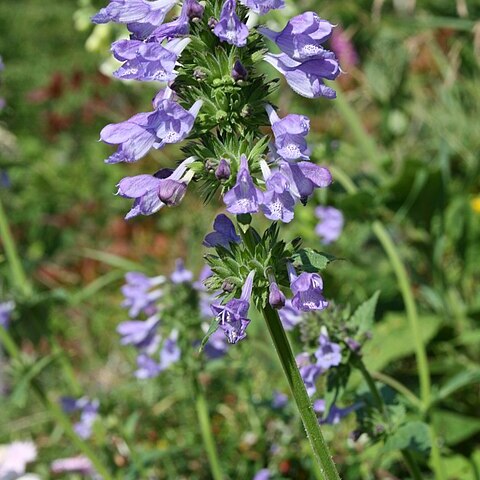 Nepeta wilsonii unspecified picture