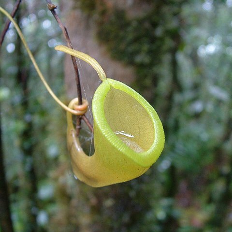 Nepenthes dubia unspecified picture