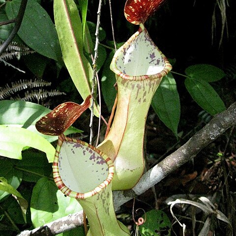 Nepenthes eustachya unspecified picture