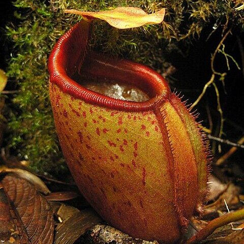 Nepenthes mira unspecified picture