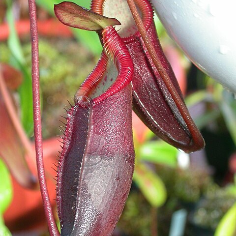 Nepenthes diatas unspecified picture