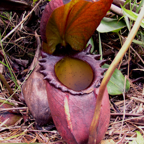 Nepenthes rajah unspecified picture