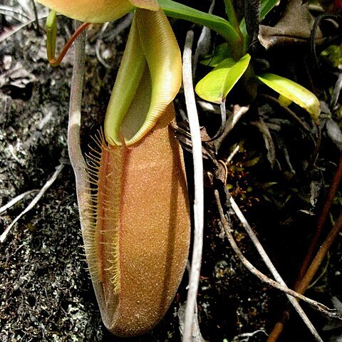 Nepenthes bongso unspecified picture