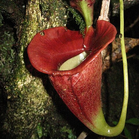 Nepenthes jacquelineae unspecified picture