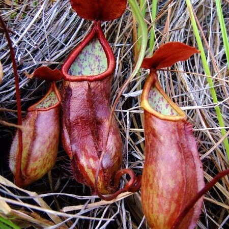 Nepenthes kerrii unspecified picture