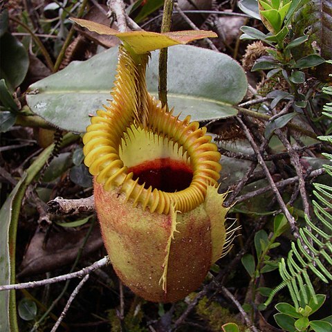 Nepenthes villosa unspecified picture