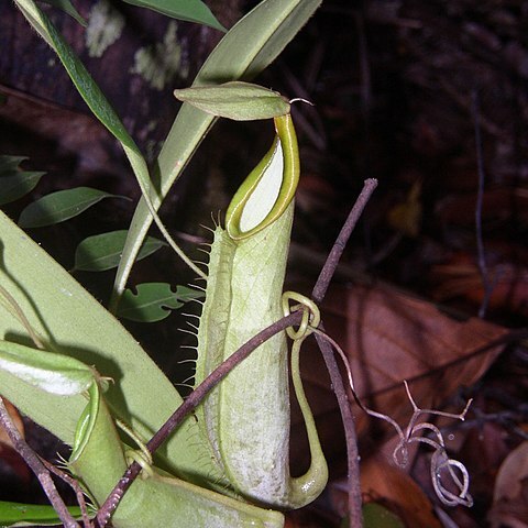 Nepenthes hirsuta unspecified picture