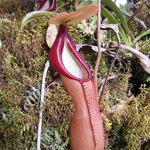 Nepenthes spathulata unspecified picture