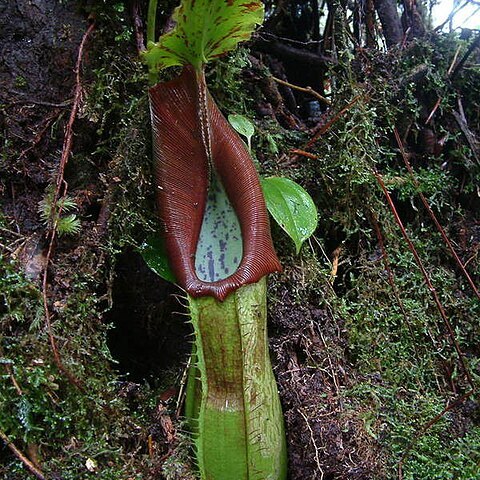 Nepenthes naga unspecified picture