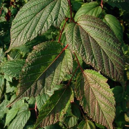 Neillia sinensis unspecified picture