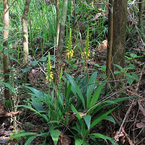 Neuwiedia veratrifolia unspecified picture