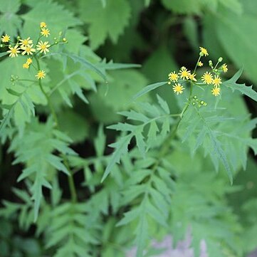 Nemosenecio unspecified picture