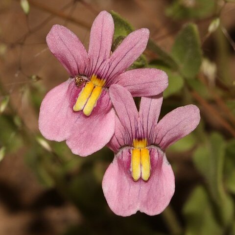 Nemesia azurea unspecified picture