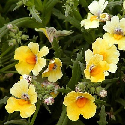 Nemesia unspecified picture