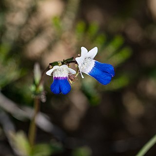 Nemesia barbata unspecified picture