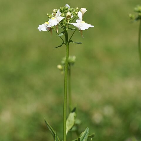 Nemesia floribunda unspecified picture