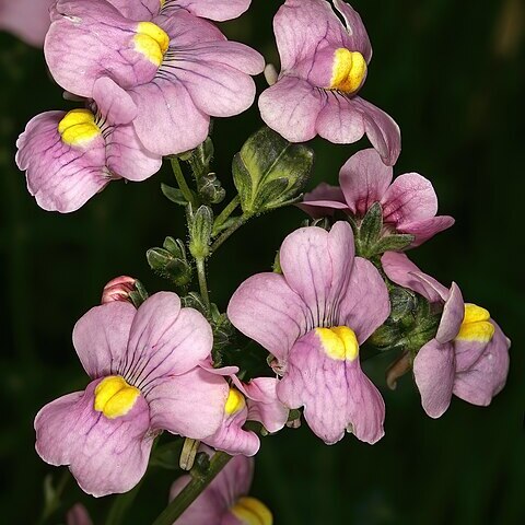 Nemesia fruticans unspecified picture