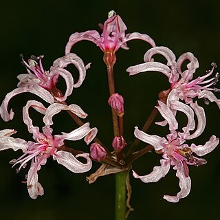 Nerine frithii unspecified picture