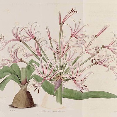 Nerine laticoma unspecified picture