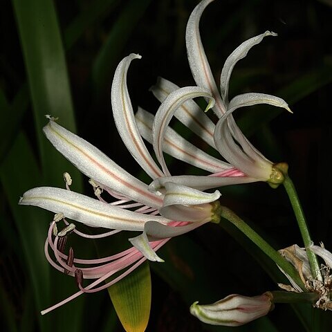 Nerine laticoma unspecified picture