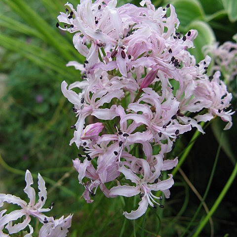 Nerine masoniorum unspecified picture