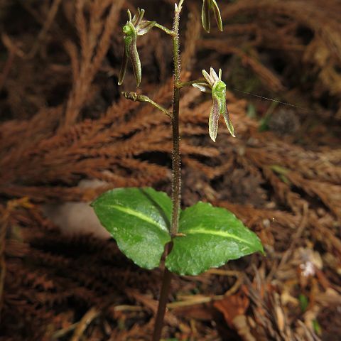 Neottia japonica unspecified picture