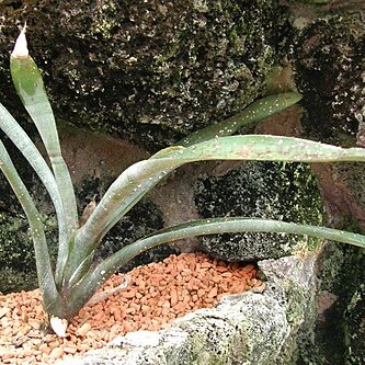 Neoregelia tristis unspecified picture