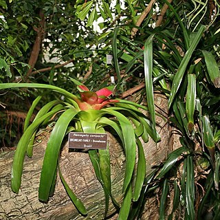 Neoregelia compacta unspecified picture