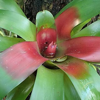 Neoregelia schubertii unspecified picture