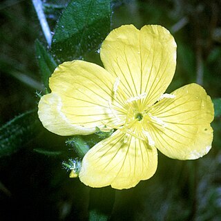 Oenothera pilosella unspecified picture