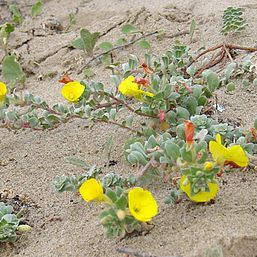 Camissoniopsis cheiranthifolia unspecified picture