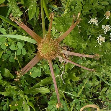 Oenanthe prolifera unspecified picture