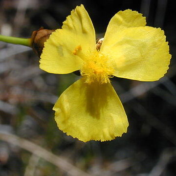 Xyridaceae unspecified picture