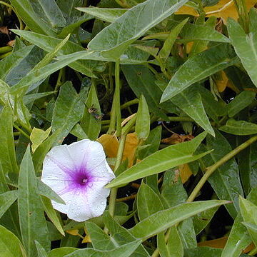 Ipomoea unspecified picture