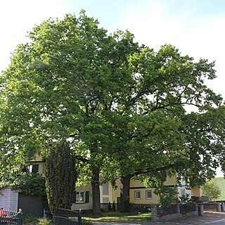 Quercus spinosa unspecified picture