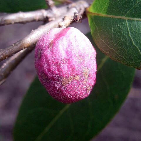 Notelaea ligustrina unspecified picture