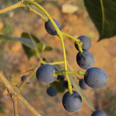 Olea dioica unspecified picture