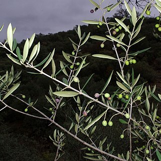 Olea europaea subsp. guanchica unspecified picture