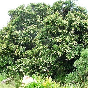 Olea capensis subsp. capensis unspecified picture