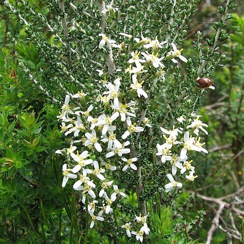 Olearia algida unspecified picture